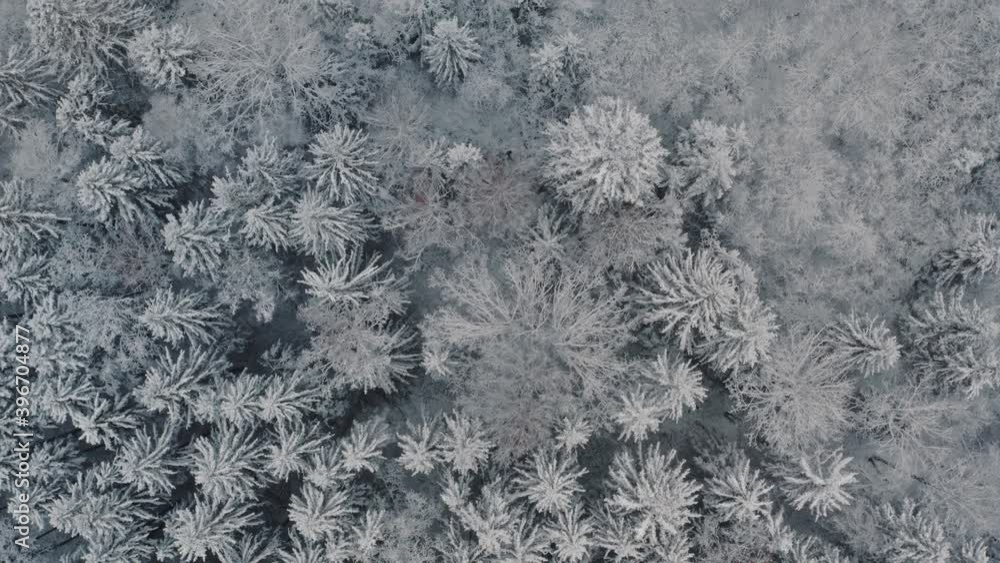Aerial top down view flyover beautiful winter forest. Spruce and pine frosty trees covered with snow. Winter nature, frozen white tree tops. Top view camera flies over snowy landscape. Drone flight Aerial top down view flyover beautiful winter forest. Spruce and pine frosty trees covered with snow. Winter nature, frozen white tree tops. Top view camera flies over snowy landscape. Drone flight
