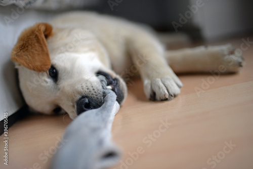 Fototapeta Cute mixed breed puppy playing with stolen sock at home