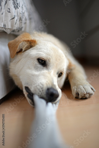 Cute mixed breed puppy playing with stolen sock at home