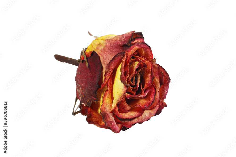 Dry red rose flower isolated on a white background. Dry red rose flower isolated on a white background.