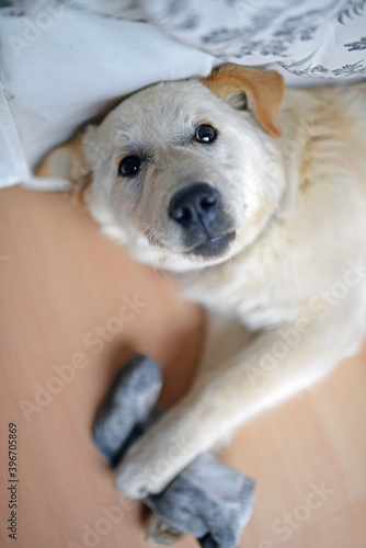 Cute mixed breed puppy playing with stolen sock at home
