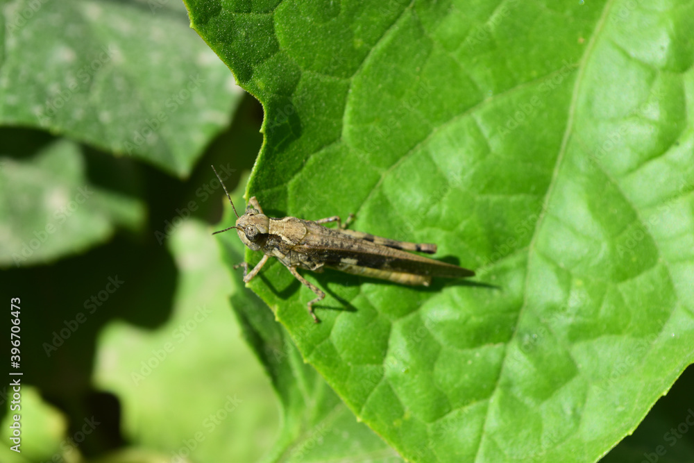 Locust grasshopper on green plant leaf, close up insect animal background wallpaper Locust grasshopper on green plant leaf, close up insect animal background wallpaper