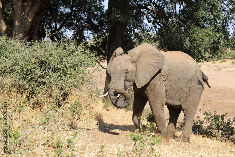 Afrikanischer Elefant / African elephant / Loxodonta africana