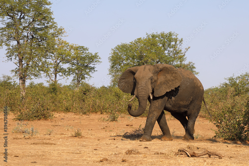 Afrikanischer Elefant / African elephant / Loxodonta africana Afrikanischer Elefant / African elephant / Loxodonta africana