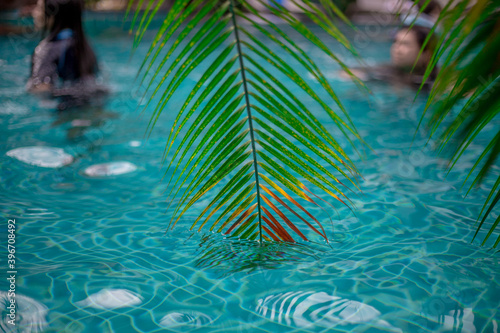 Close-up of plants or trees that are planted beside a swimming pool, for their beauty, are often seen in today's resorts, residences or hotels. © bangprik