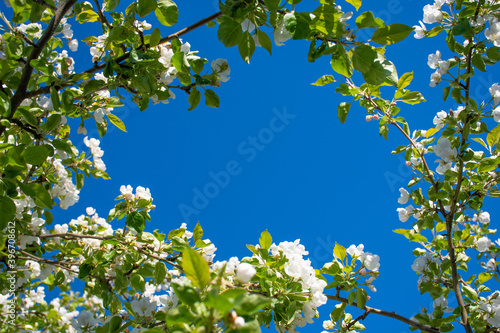 Frame of Apple tree branches  bottom view of the blue sky through white flowers on the tree  place for text  spring background