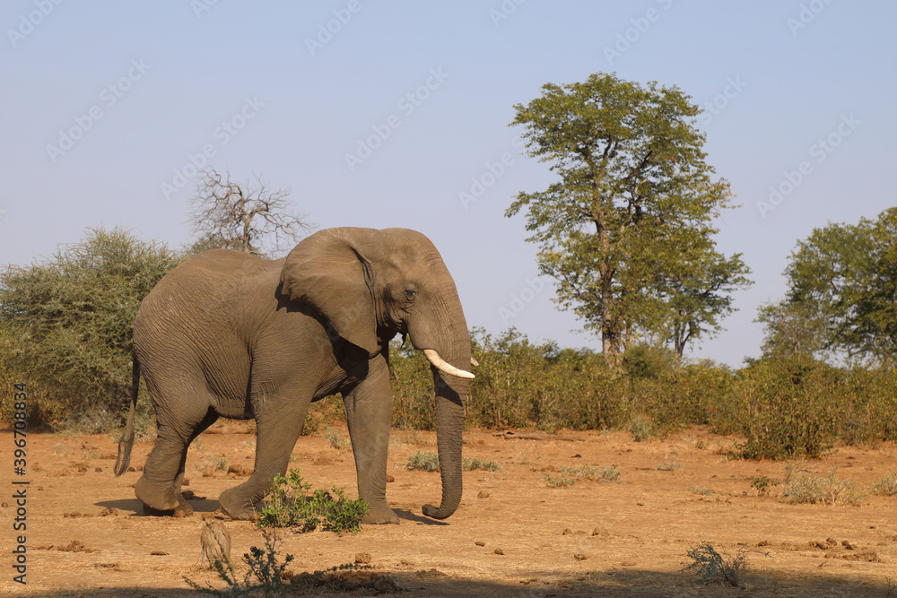 Afrikanischer Elefant / African elephant / Loxodonta africana