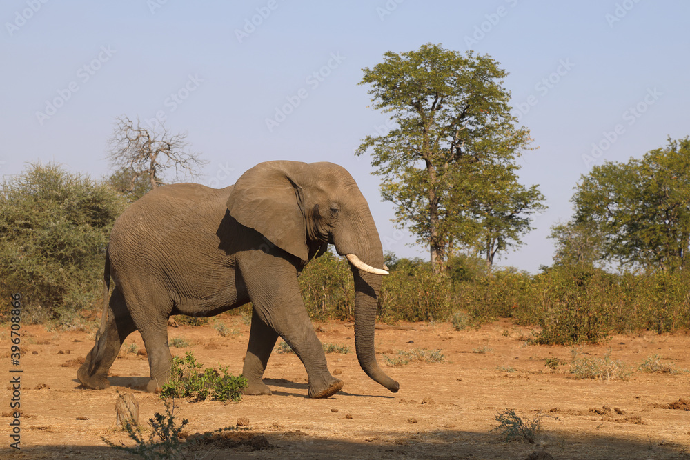 Fototapeta premium Afrikanischer Elefant / African elephant / Loxodonta africana