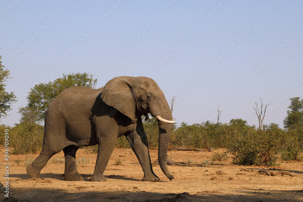 Obraz premium Afrikanischer Elefant / African elephant / Loxodonta africana
