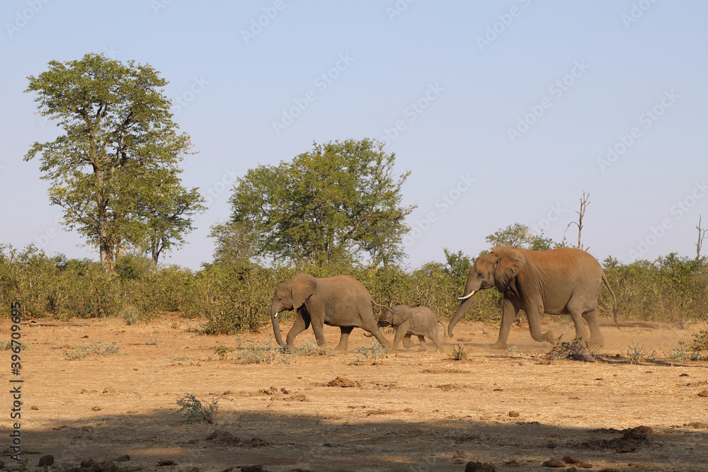Naklejka premium Afrikanischer Elefant / African elephant / Loxodonta africana.