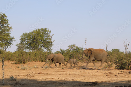 Afrikanischer Elefant / African elephant / Loxodonta africana. © Ludwig