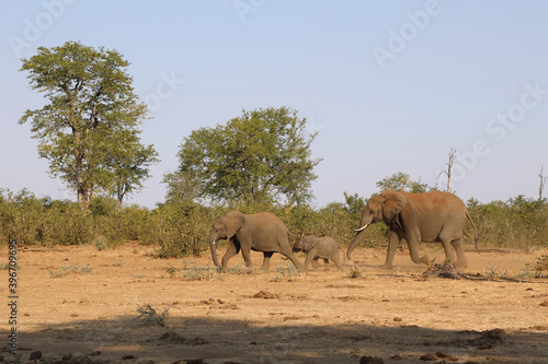 Afrikanischer Elefant   African elephant   Loxodonta africana.