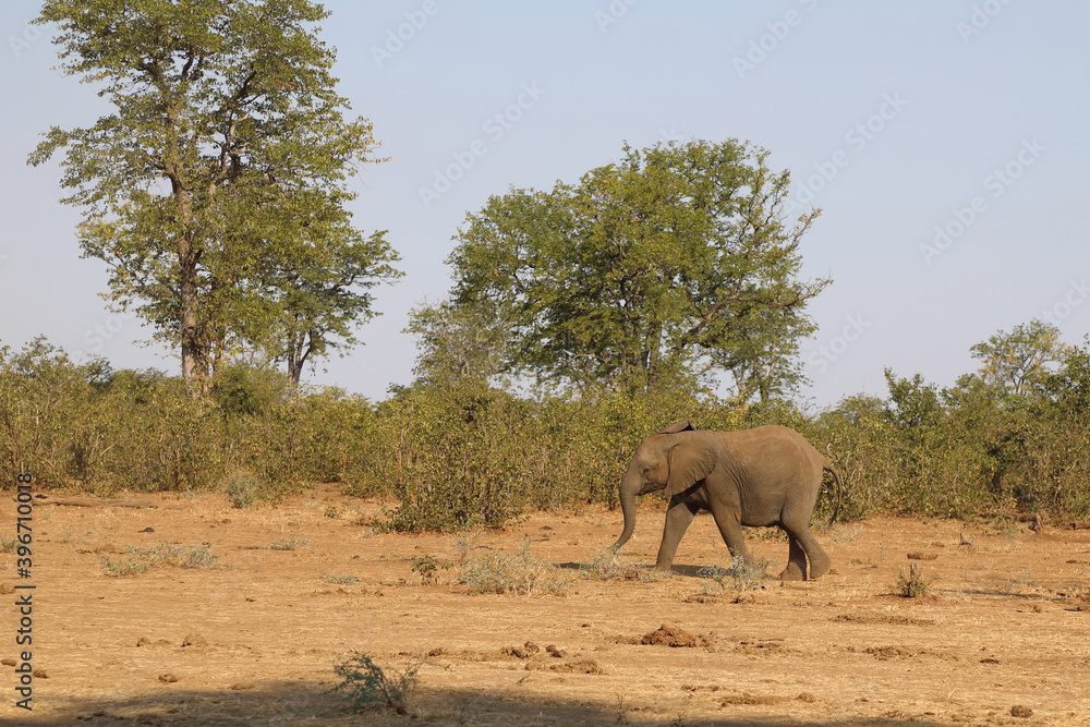 Afrikanischer Elefant / African elephant / Loxodonta africana. Afrikanischer Elefant / African elephant / Loxodonta africana.