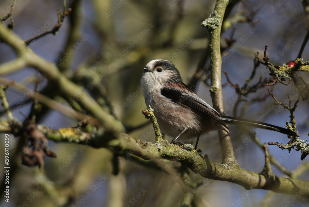 A cute Long-tailed Tit, Aegithalos caudatus, perched on a branch of a tree calling in Autumn. A cute Long-tailed Tit, Aegithalos caudatus, perched on a branch of a tree calling in Autumn.