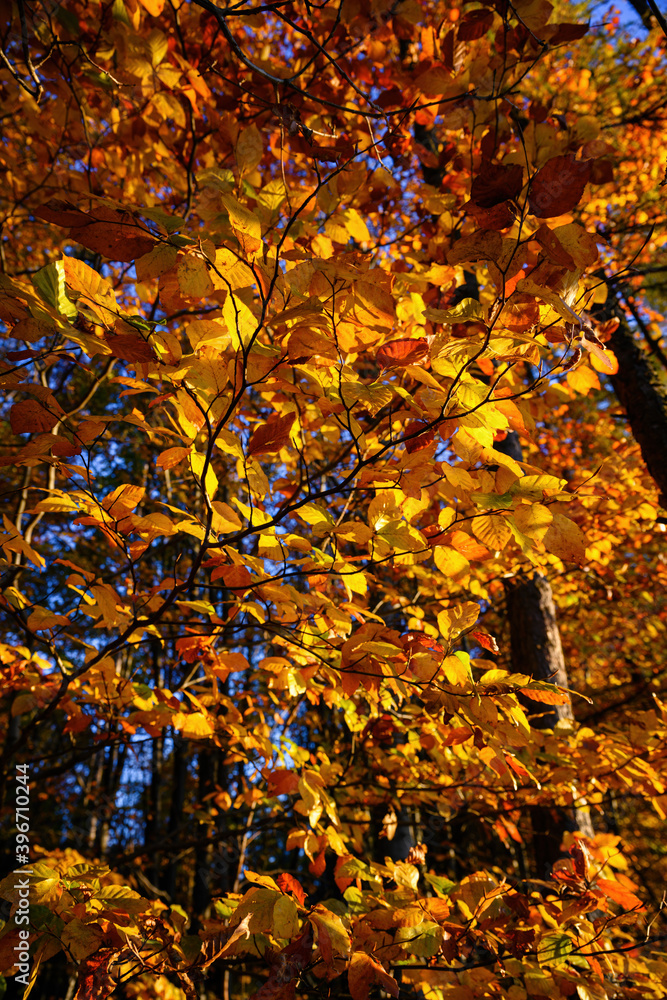 Morning sunlit beech leaves in autumn time. Morning sunlit beech leaves in autumn time.