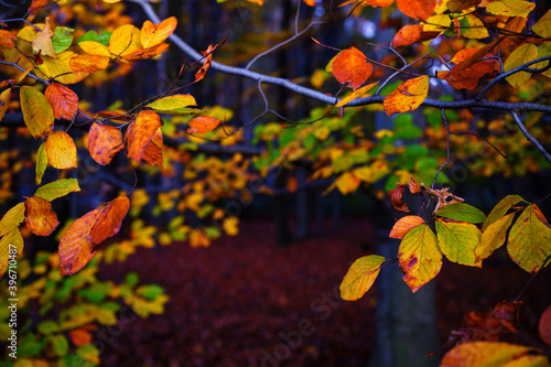 Colorful beech leaves in autumn time.