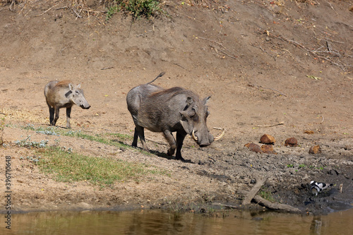 The common warthog (Phacochoerus africanus) going to the waterhole with young. Mother with a small pig at the watering hole.