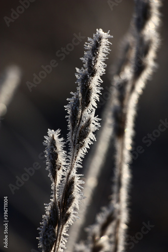 High dry escapes of a wild-growing grass with whisks on the ends in scintillating crystals of hoarfrost. Natural graphics against a dark background. © imamchits