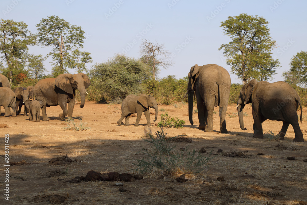 Afrikanischer Elefant / African elephant / Loxodonta africana.