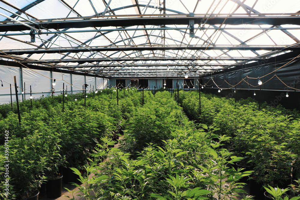 Greenhouse photos of marijuana. Greenhouse photos of marijuana.