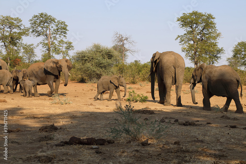 Afrikanischer Elefant   African elephant   Loxodonta africana.