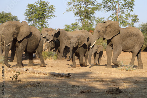 Afrikanischer Elefant / African elephant / Loxodonta africana.