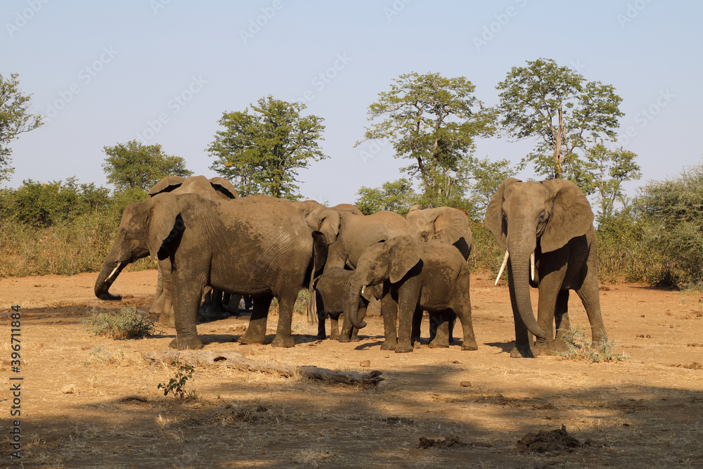 Fototapeta premium Afrikanischer Elefant / African elephant / Loxodonta africana.
