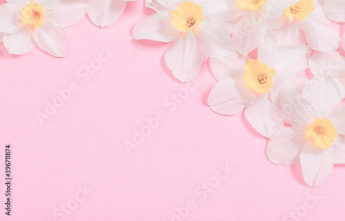 white narcissus on pink  paper background