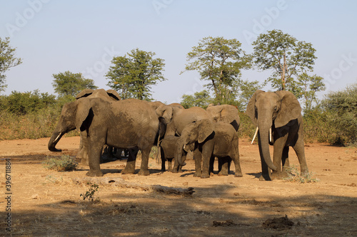 Afrikanischer Elefant / African elephant / Loxodonta africana.