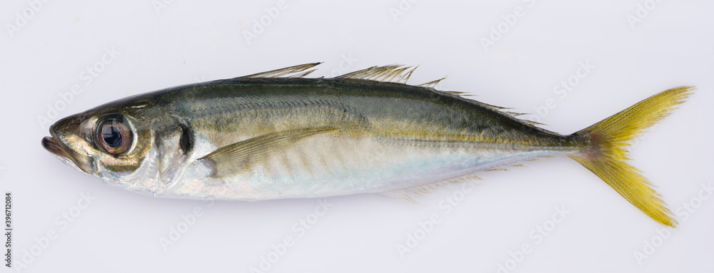 Horse mackerel ( Trachurus trachurus ) isolated on white background Horse mackerel ( Trachurus trachurus ) isolated on white background
