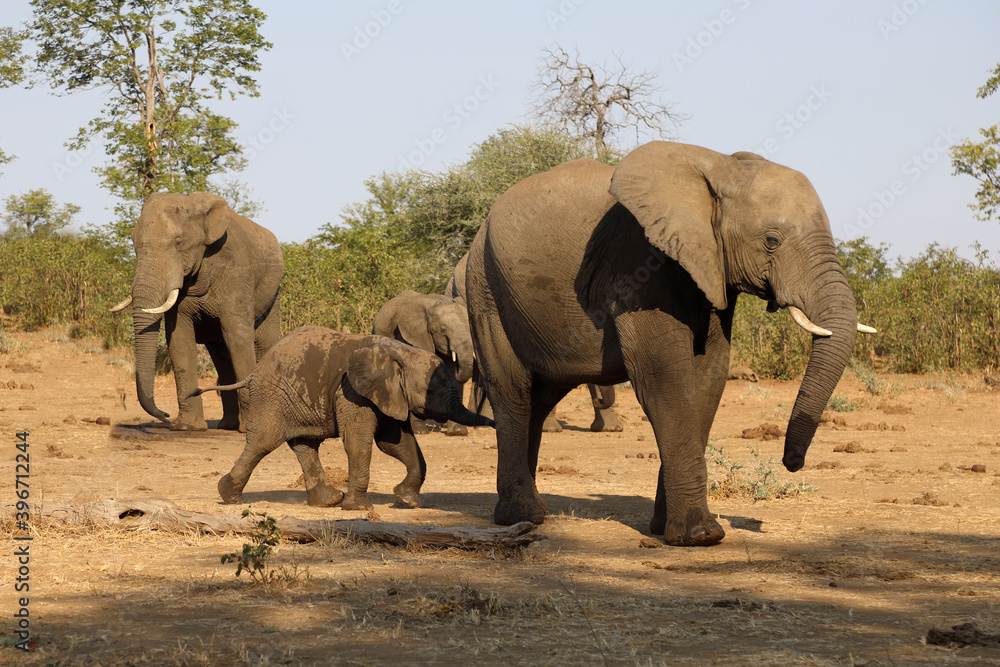 Fototapeta premium Afrikanischer Elefant / African elephant / Loxodonta africana.