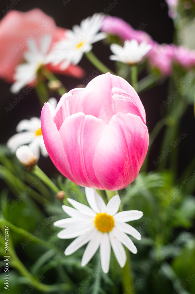 Fototapeta premium 赤いチューリップの花と白いマーガレット 黒バック