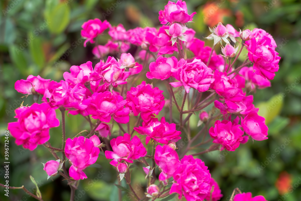 ◎沖縄に咲く赤いかわいいミニバラの花とつぼみ ◎沖縄に咲く赤いかわいいミニバラの花とつぼみ