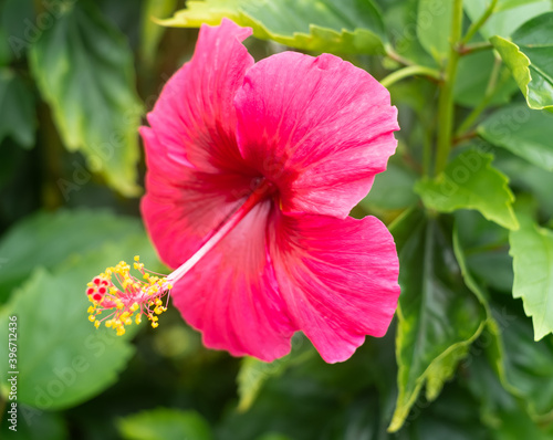沖縄に咲く赤いハイビスカスの花
