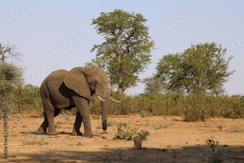 Afrikanischer Elefant   African elephant   Loxodonta africana