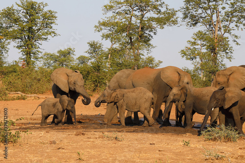 Afrikanischer Elefant   African elephant   Loxodonta africana.