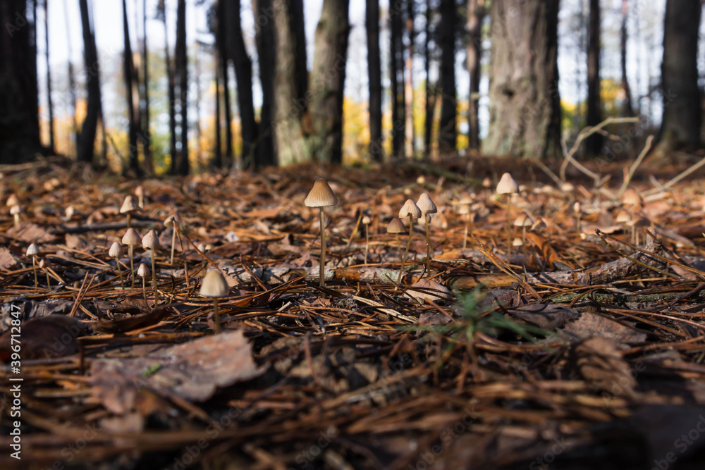 autumn in the forest, small mushrooms growing between dry leaves