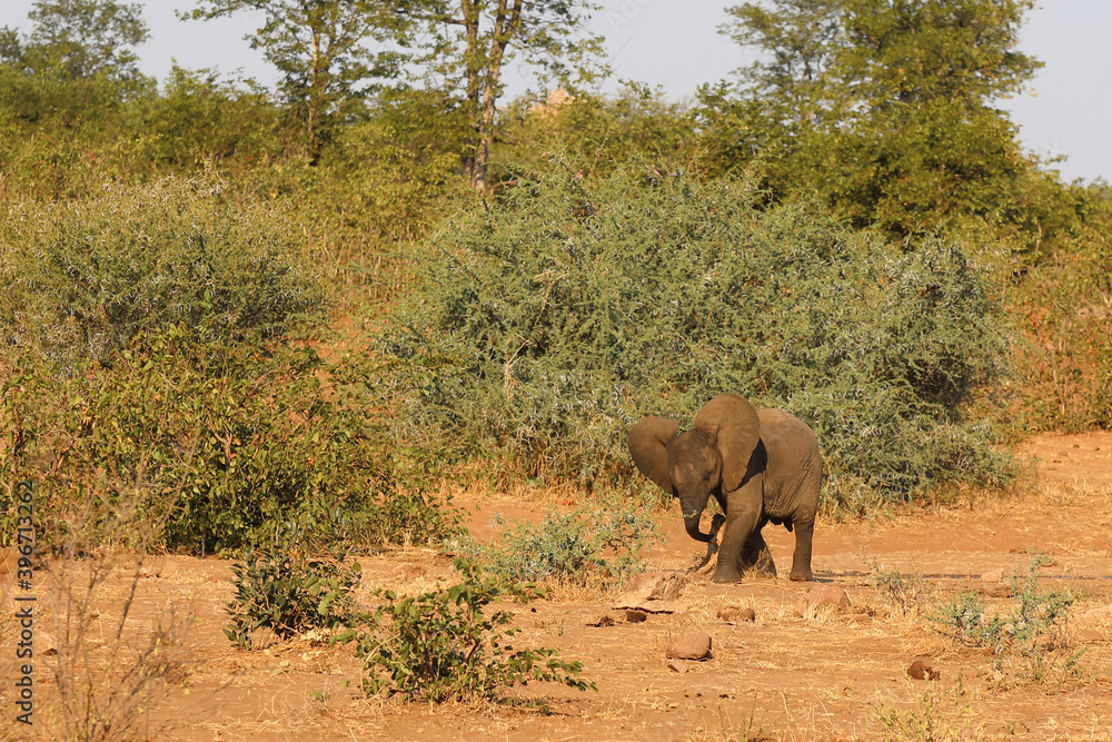 Afrikanischer Elefant / African elephant / Loxodonta africana. Afrikanischer Elefant / African elephant / Loxodonta africana.