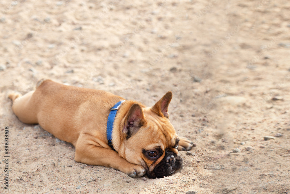 light brown cute young french bulldog with a sad look lies on the sand on the beach in summer.