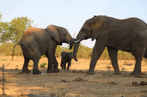 Afrikanischer Elefant   African elephant   Loxodonta africana.