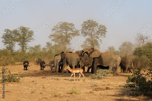 Afrikanischer Elefant und Kaffernbüffel / African elephant and Buffalo / Loxodonta africana et Syncerus caffer