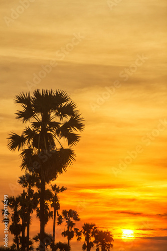 Sugar palm tree and Rice Feild at sunset in Thailand