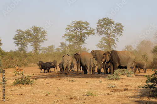 Afrikanischer Elefant und Kaffernbüffel / African elephant and Buffalo / Loxodonta africana et Syncerus caffer.