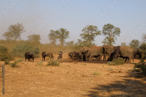 Afrikanischer Elefant und Kaffernbüffel / African elephant and Buffalo / Loxodonta africana et Syncerus caffer.