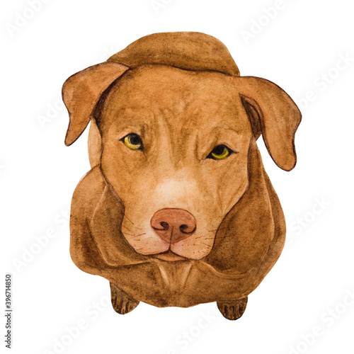 Lovable  pretty puppy of chocolate color. Beautiful drawing with watercolors. Close-up