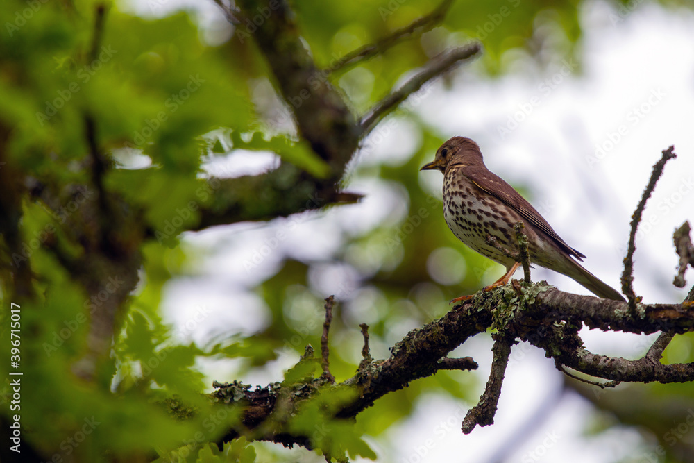 Bird Turdus philomelos bird in wild nature Bird Turdus philomelos bird in wild nature