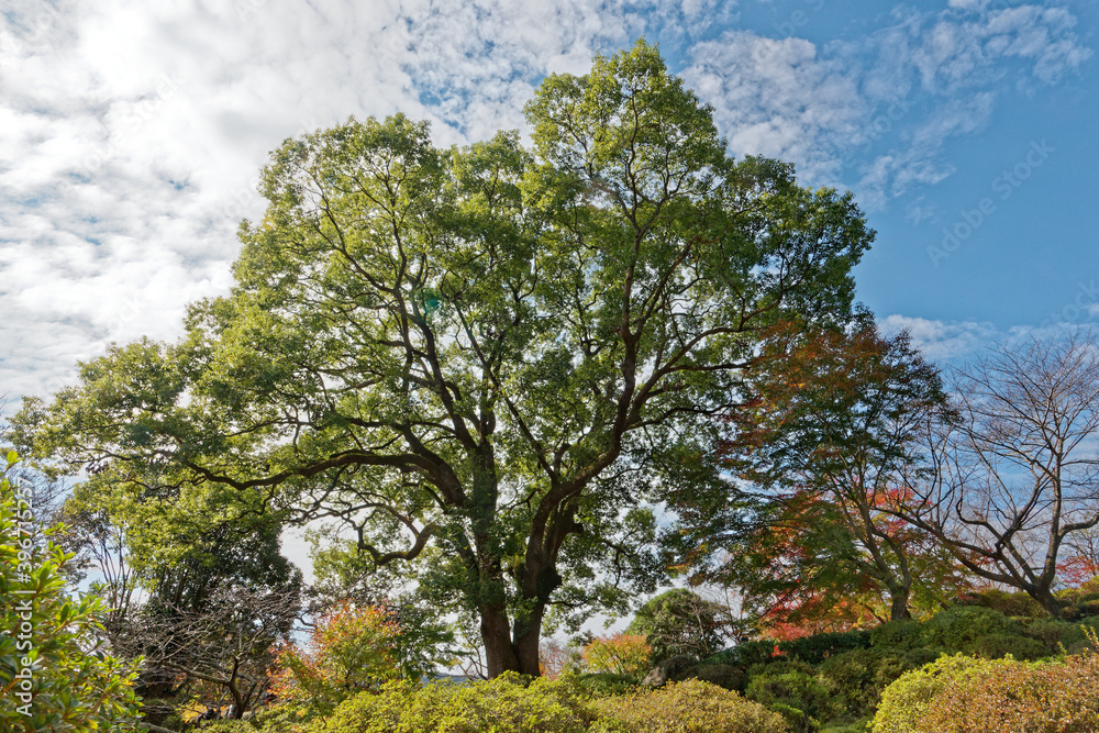 a big big tree in Mifuneyama rakuen park in Takeo city, saga prefecture, Japan a big big tree in Mifuneyama rakuen park in Takeo city, saga prefecture, Japan