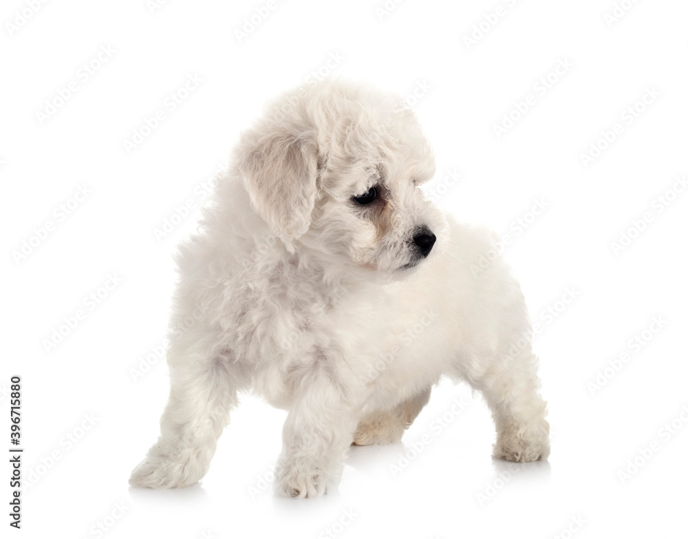 Obraz premium Bichon Frise in studio