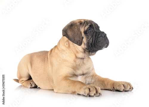 puppy bullmastiff in studio