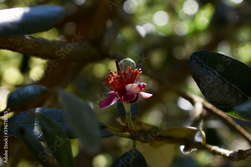 Primer plano de una hermosa flor de feijoa escondida entre las ramas del árbol. Imagen macro de una flor feijoa aislada sobre fondo natural con efecto bokeh. (ID: 396715855)